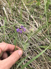 Astragalus laxmannii robustior