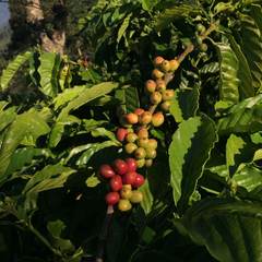 Coffea canephora