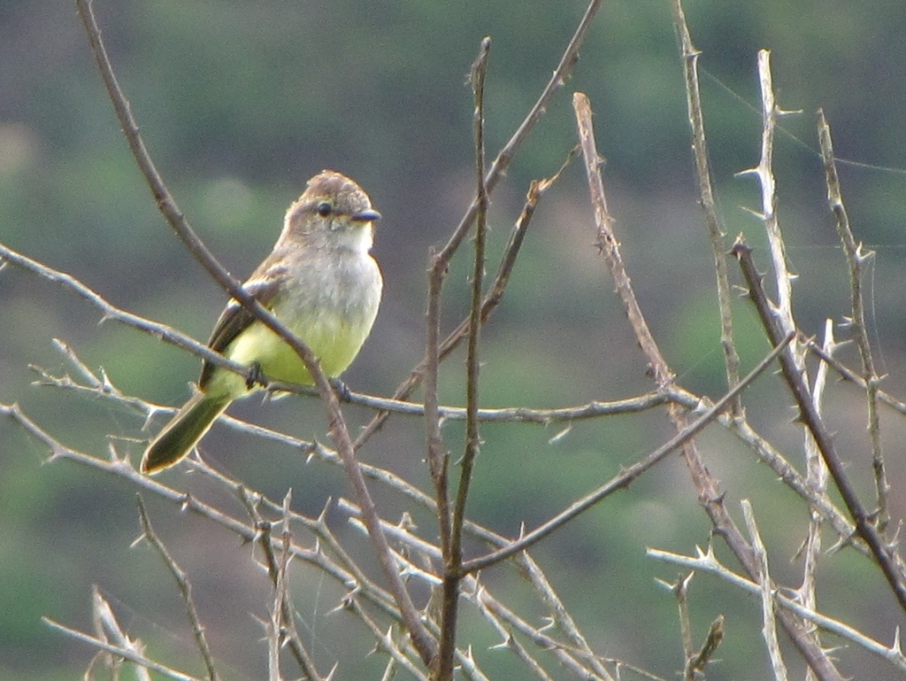 Scrub-Flycatchers