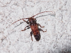 Pseudoterinaea bicoloripes