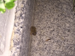 Eleutherodactylus coqui