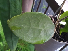 Hoya elliptica