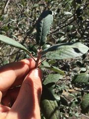 Frangula californica tomentella