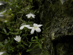 Moehringia lebrunii