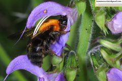 Bombus longipes