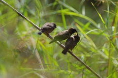 Spermestes cucullata