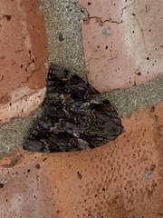 Lepidoptera