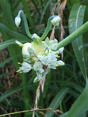 Allium proliferum