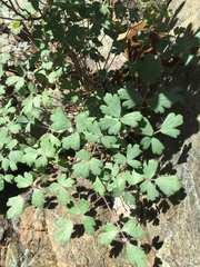 Aquilegia eximia