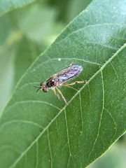 Atomosia rufipes