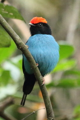 Blue Manakin photo 4