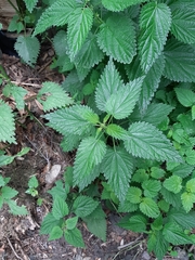 Urtica dioica
