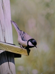 Parus major