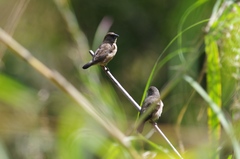 Spermestes cucullata