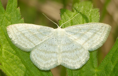 Scopula quadrilineata