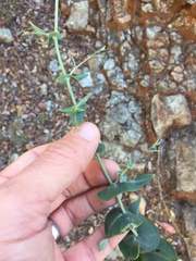 Streptanthus morrisonii