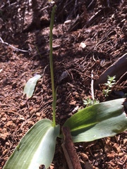 Platanthera elongata