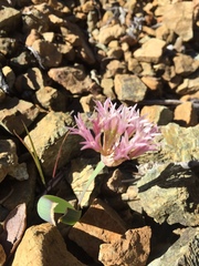 Allium falcifolium
