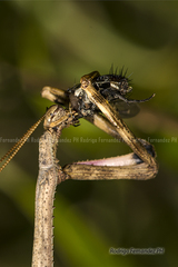 Pseudovates iheringi