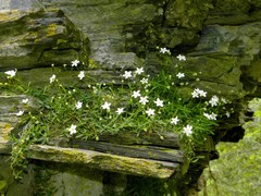 Moehringia lebrunii
