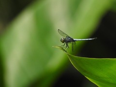 Chalcostephia flavifrons