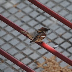 Passer domesticus