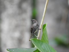 Prinia bairdii