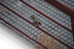 Passer domesticus