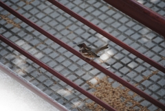 Passer domesticus