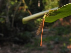 Ceriagrion whellani