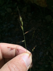 Festuca microstachys