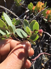 Arctostaphylos viscida pulchella