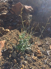 Streptanthus morrisonii