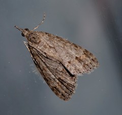 Microdes villosata