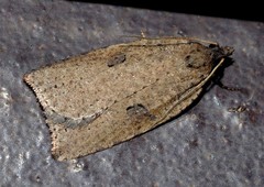 Meritastis polygraphana