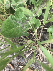 Hypochaeris radicata