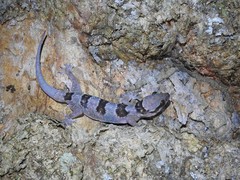 Hemidactylus coalescens