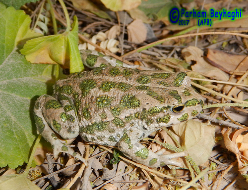 Variable Toad
