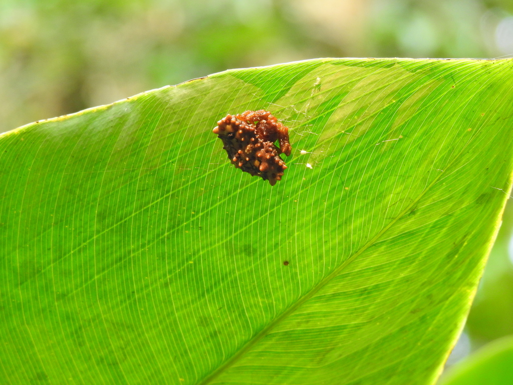Pasilobus insignis