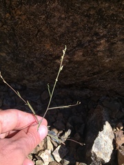 Streptanthus morrisonii