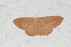 Scopula irrorata