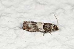 Epinotia thapsiana