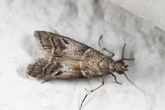 Macaronesiana loxogramma