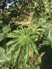 Ricinus communis