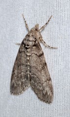 Smyriodes trigramma