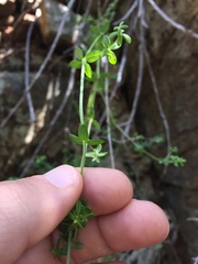Galium porrigens