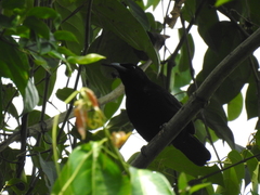 Laniarius leucorhynchus