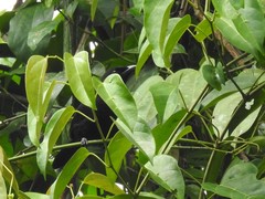 Laniarius leucorhynchus