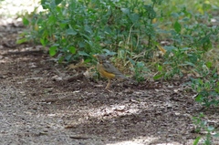 Turdus libonyana