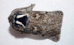 Ptilomacra senex